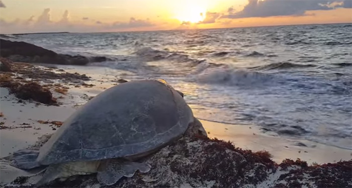 man rescues sea turtle on its back cozumel