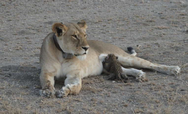 lion nursing baby leopard