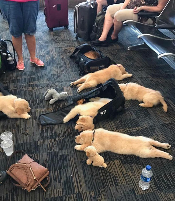 7dt39-pups-tired-at-airport.jpg