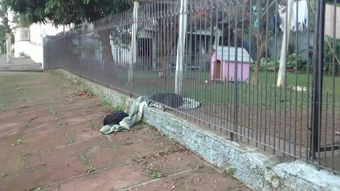 dog puts blanket on stray dog