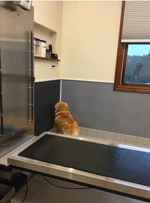 dog staring at corner at vet office
