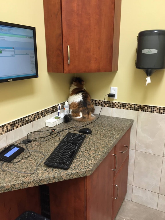cat staring at corner at vet office