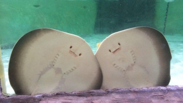 stingray pups cookies and cream