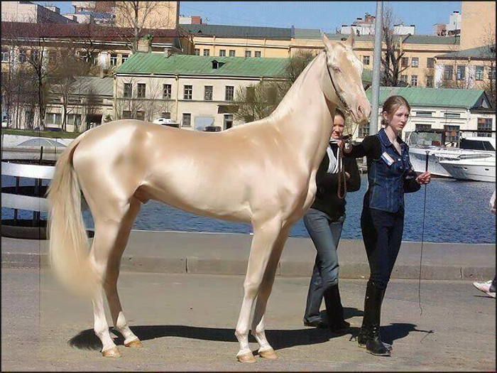 most beautiful horse in the world