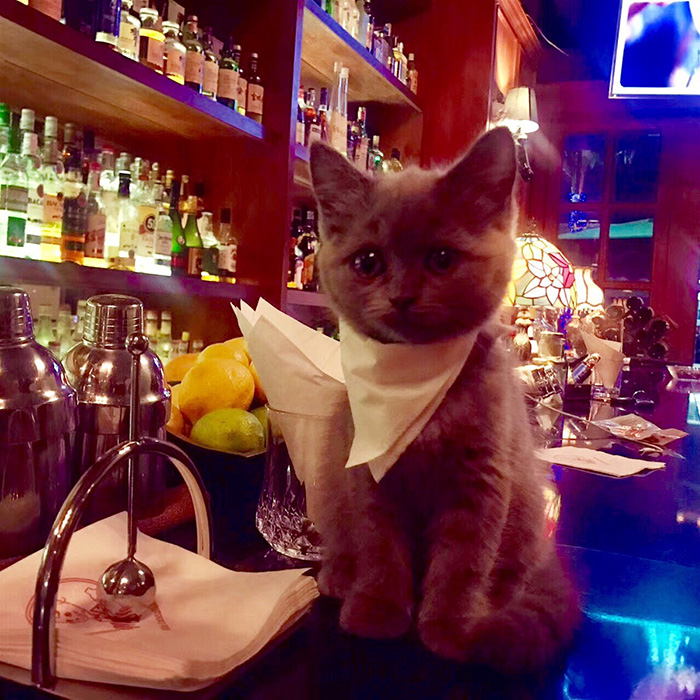 9p4ty-kitten-in-a-bar.jpg