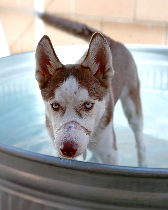 abused dog helps abused kids