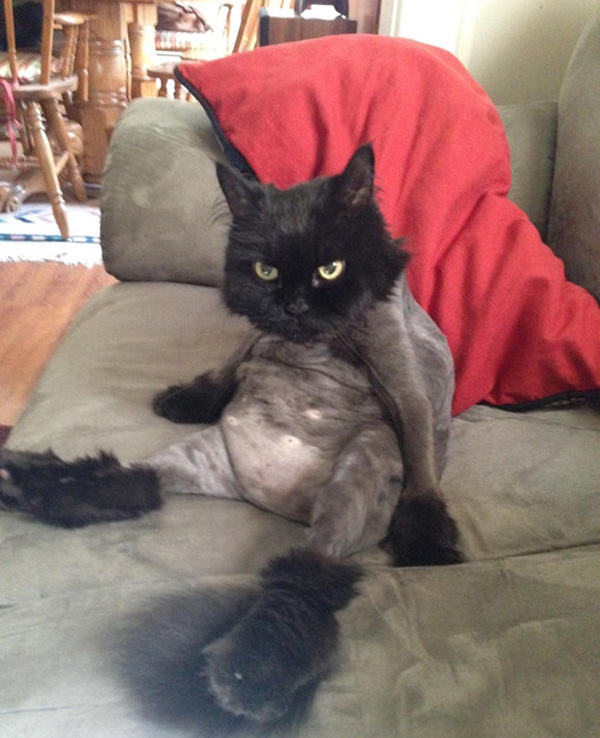 u0cgb-shaved-belly-cat-funny.jpg