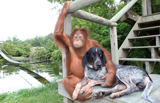 Roscoe and dog best friends