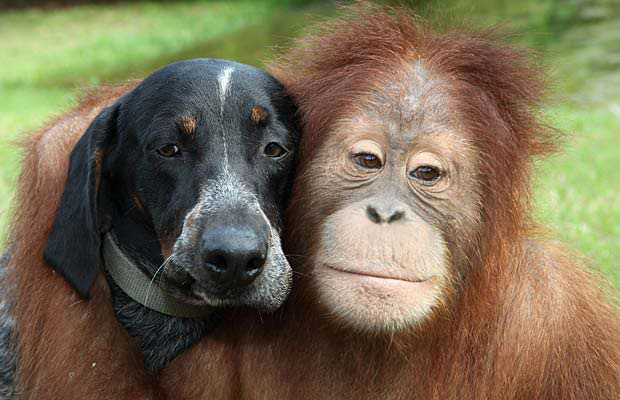 Roscoe and dog best friends