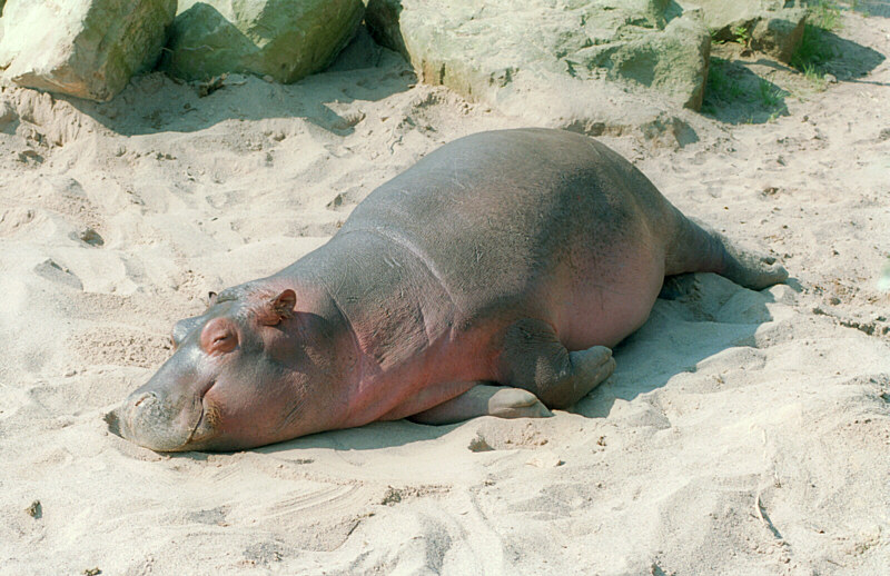 baby hippo smiling while napping