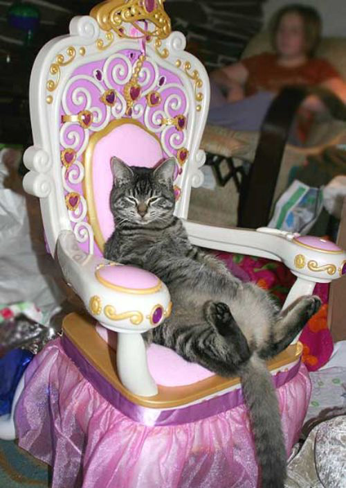 lazy cat