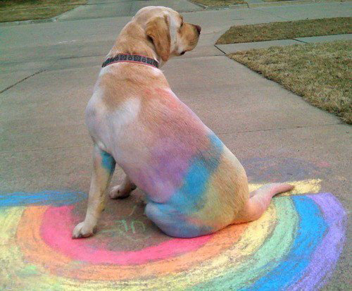 rainbow dog sidewalk chalk