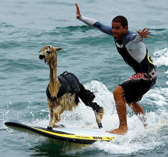 llama surfing