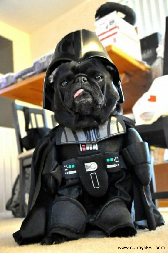 Darth vader dog