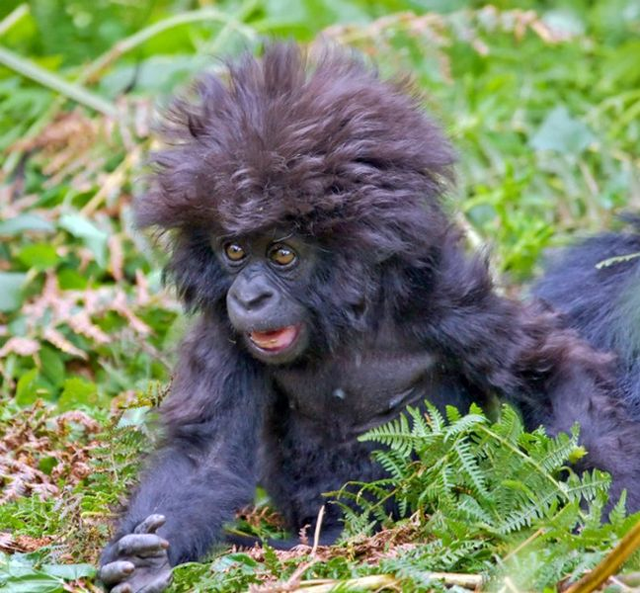 baby gorilla funny animal pictures