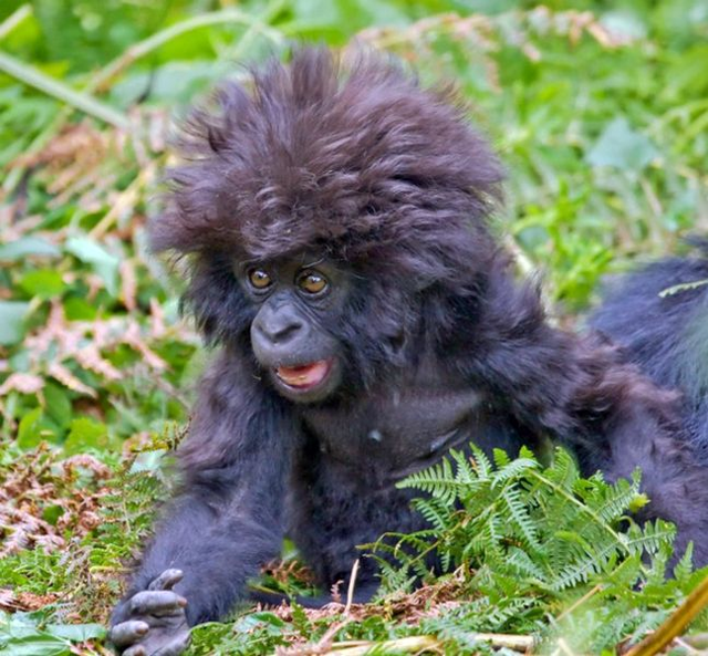 funny baby gorilla