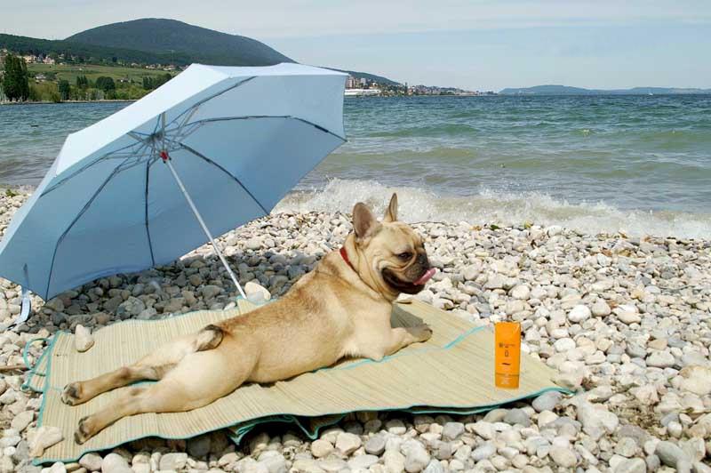 Beach Bum Bulldog on the beach