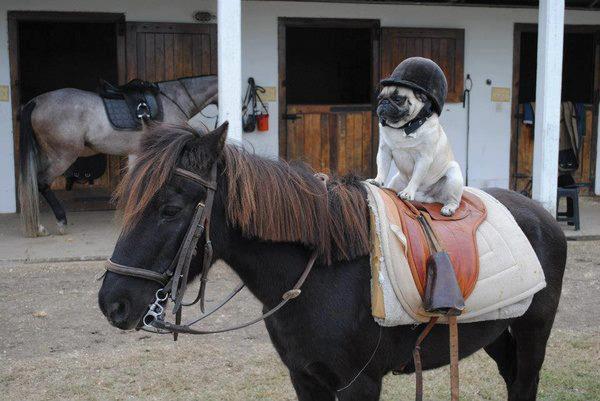 dog riding horse
