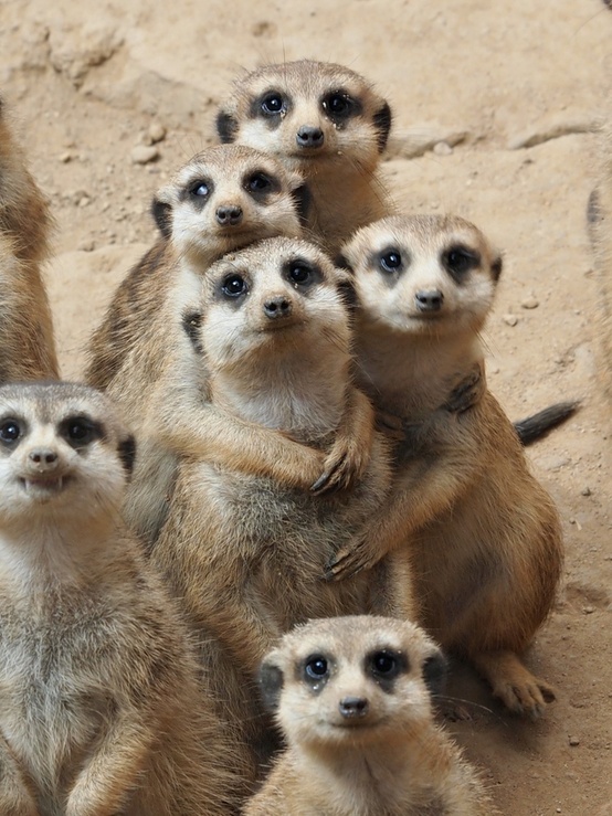 Meerkats funny picture - Family portrait Meerkats funny picture - Family portrait