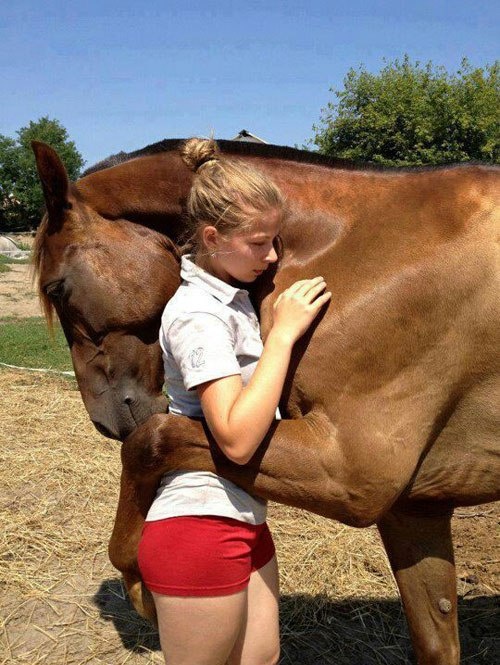 horse hugs