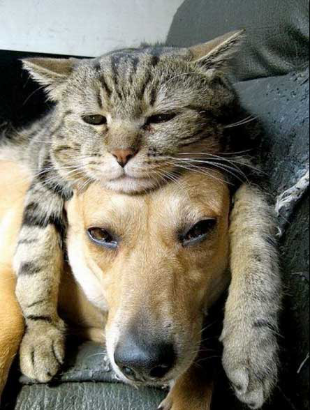 cat nap on dog