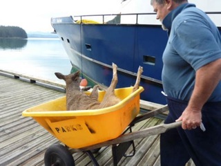 fisherman saves deer