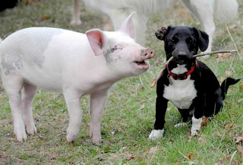 happy friends pig and dog