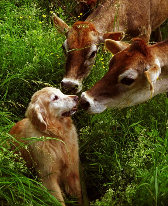 cows and dog