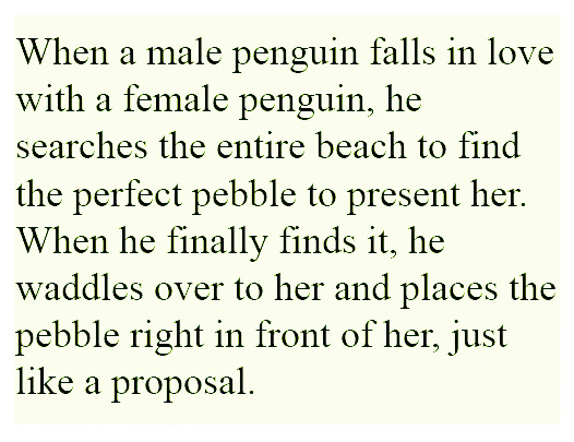 emporer penguin love pebble