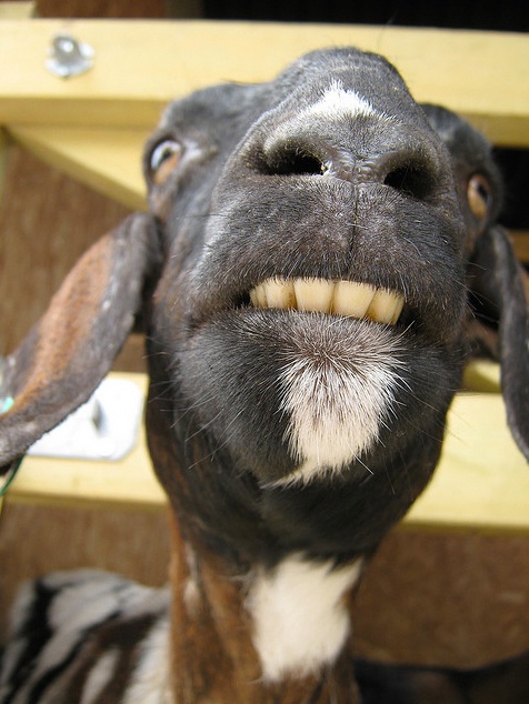  Funny  animal pictures  Goat  Shows Teeth