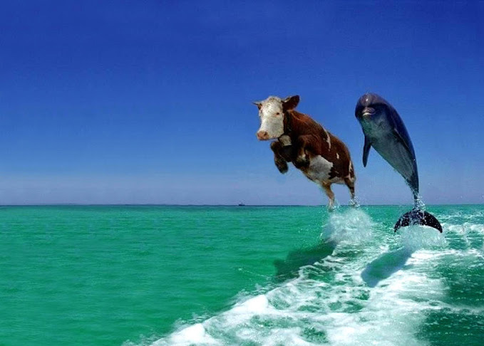 dolphin and cow picture
