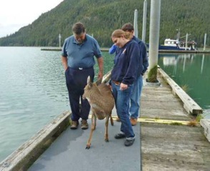 deer saved by fisherman