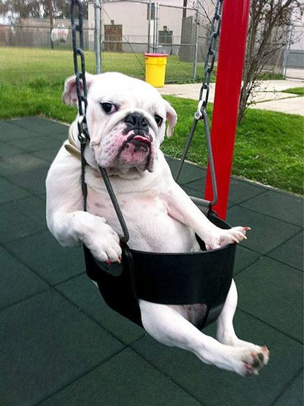 bulldog in swing.