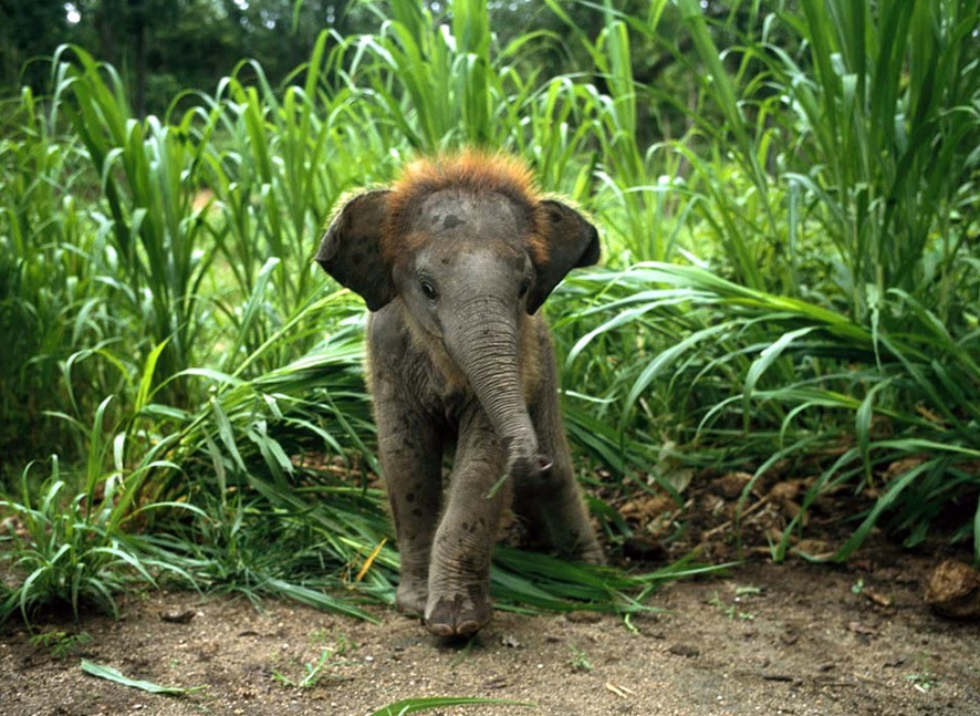 cute baby elephant