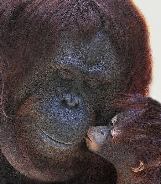 kissing monkeys
