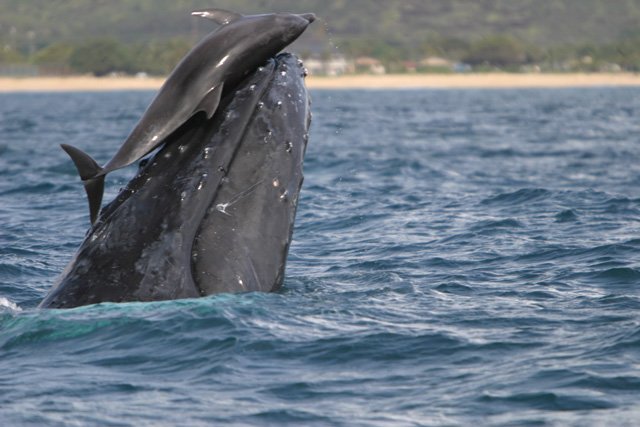 whale and dolphin