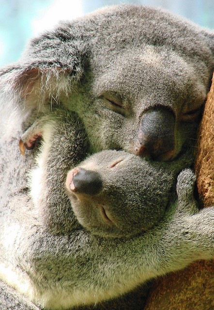 koala hugs and love