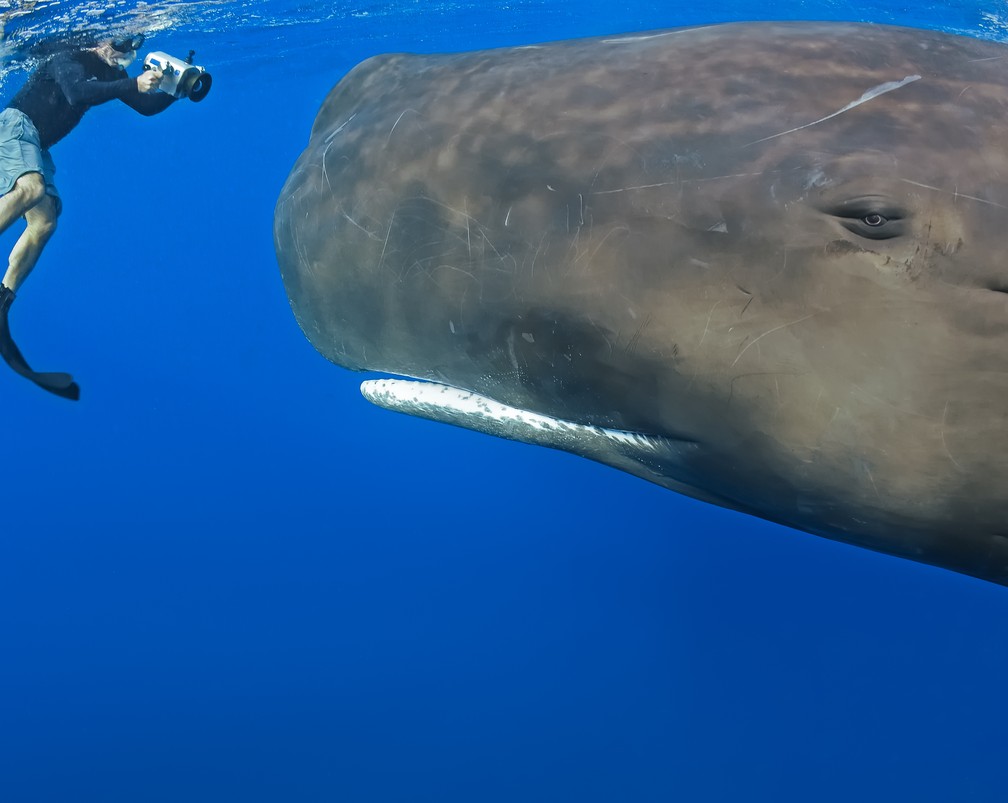 whale man close up