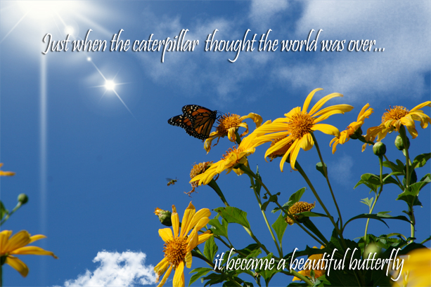 caterpillar becomes beautiful butterfly