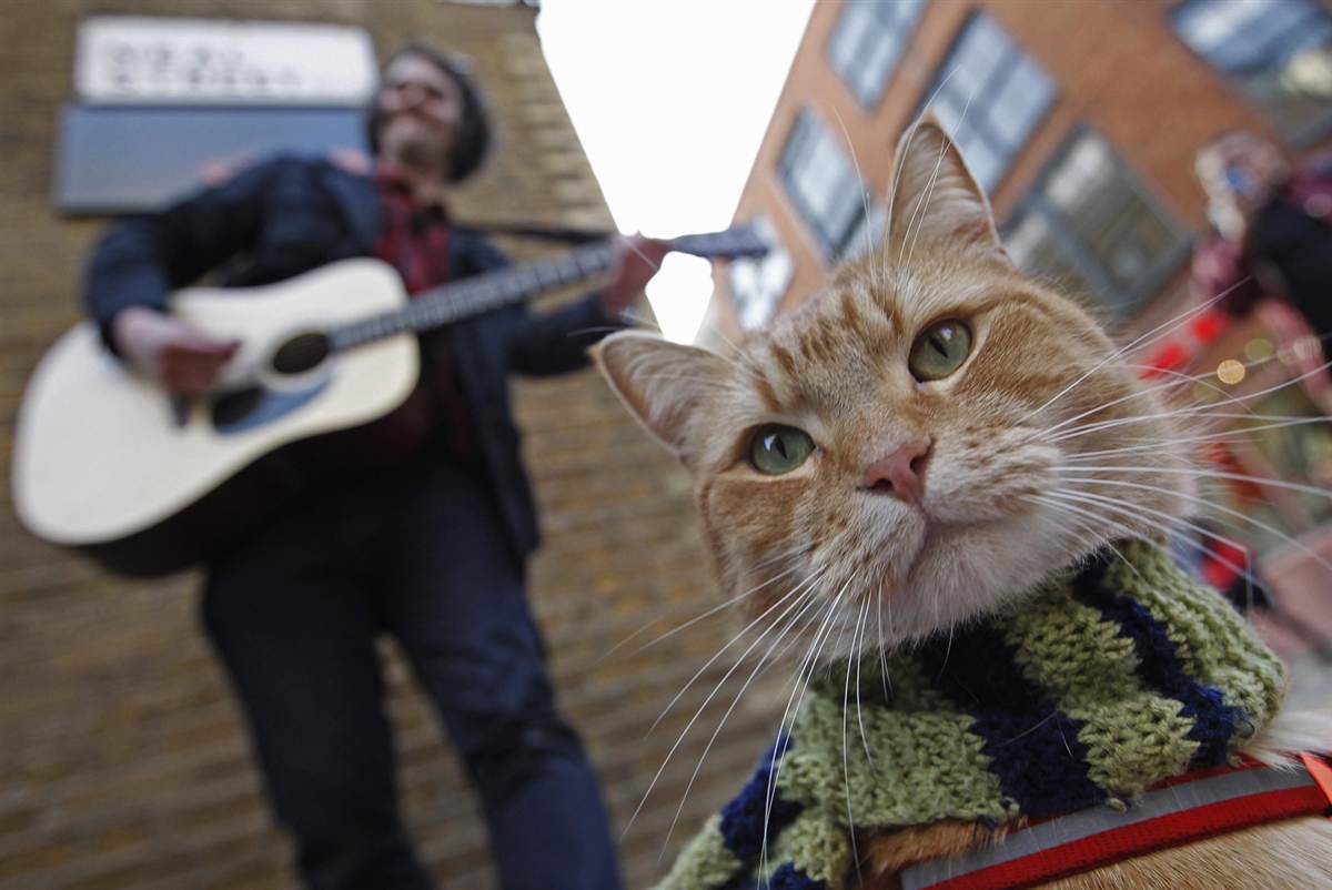 cat and music