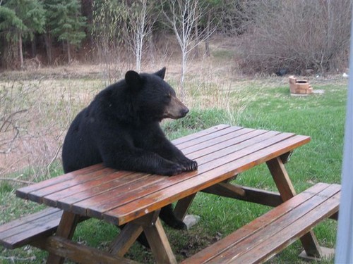 a0zim-black-bear-picnic-table.jpg