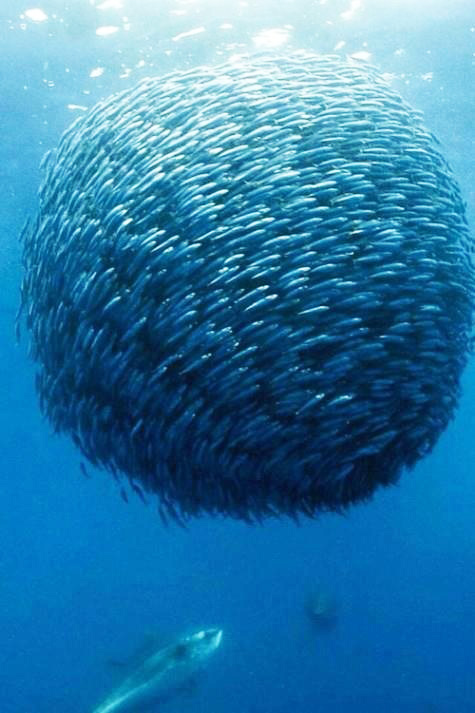 mackerel ball