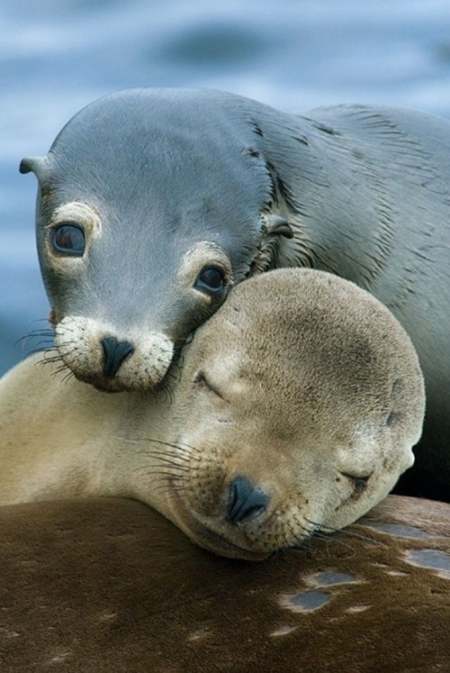 cute and loving seals