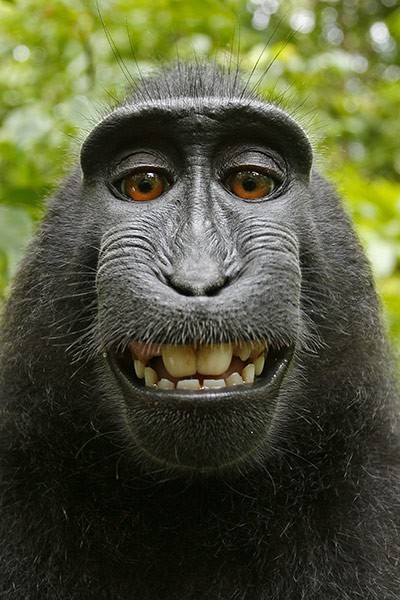smiling gorilla