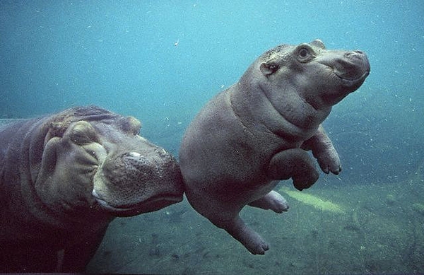 mamma and baby hippo