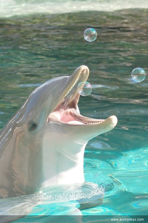 dolphin loves bubbles