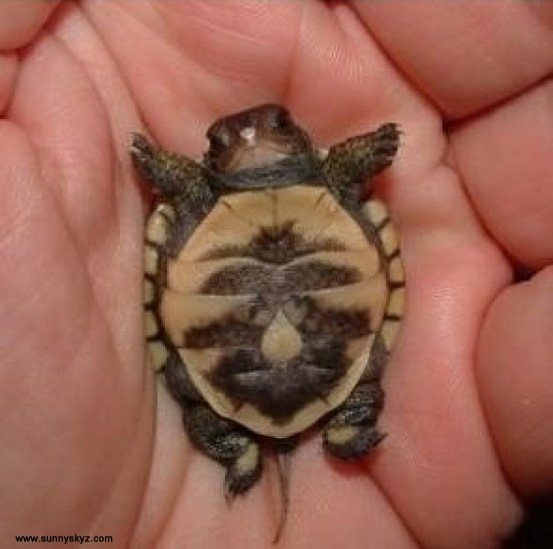tiny baby turtle