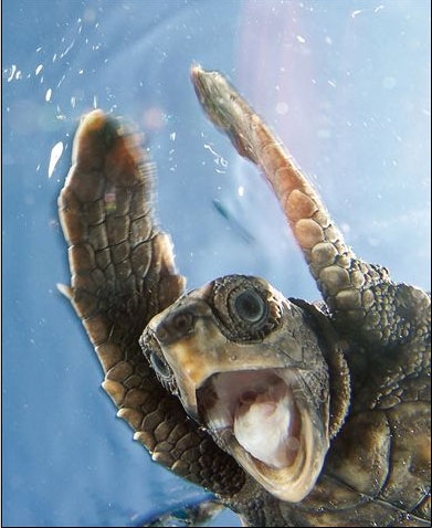 sea turtle wassup