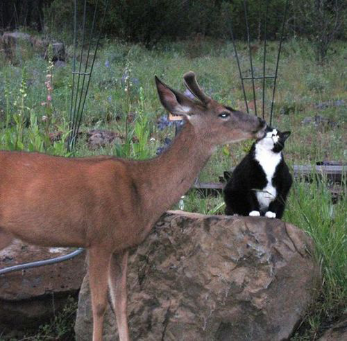 deer with cat