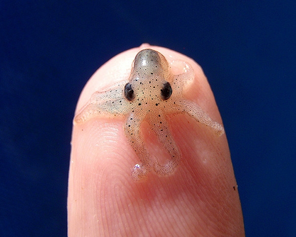 tiny baby octopus